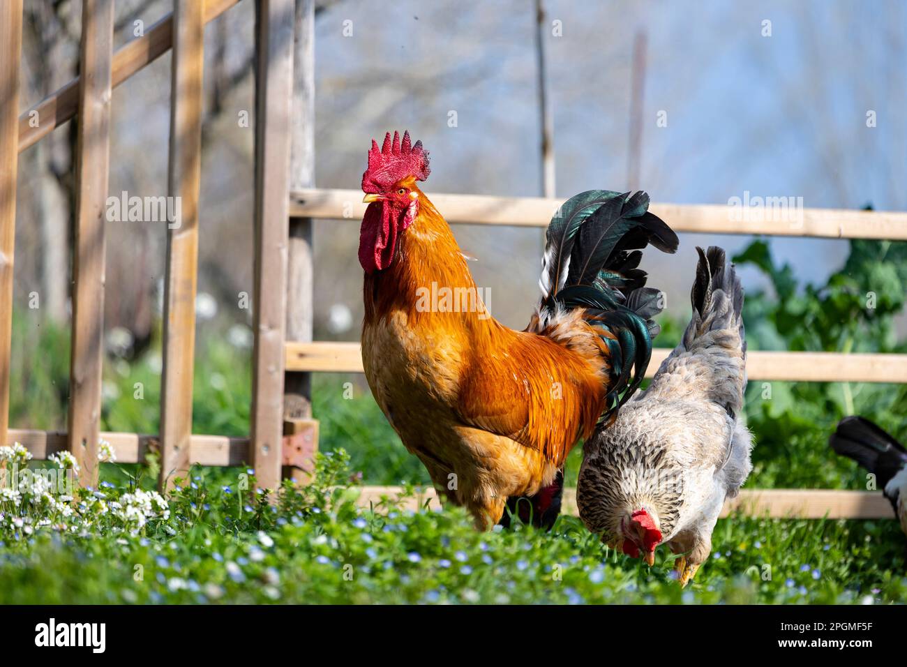 Empordanesa breed (gallina de raça empordanesa) hen and rooster roaming free and feeding in the grass (Gallus gallus domesticus). El Baix Empordà. Stock Photo