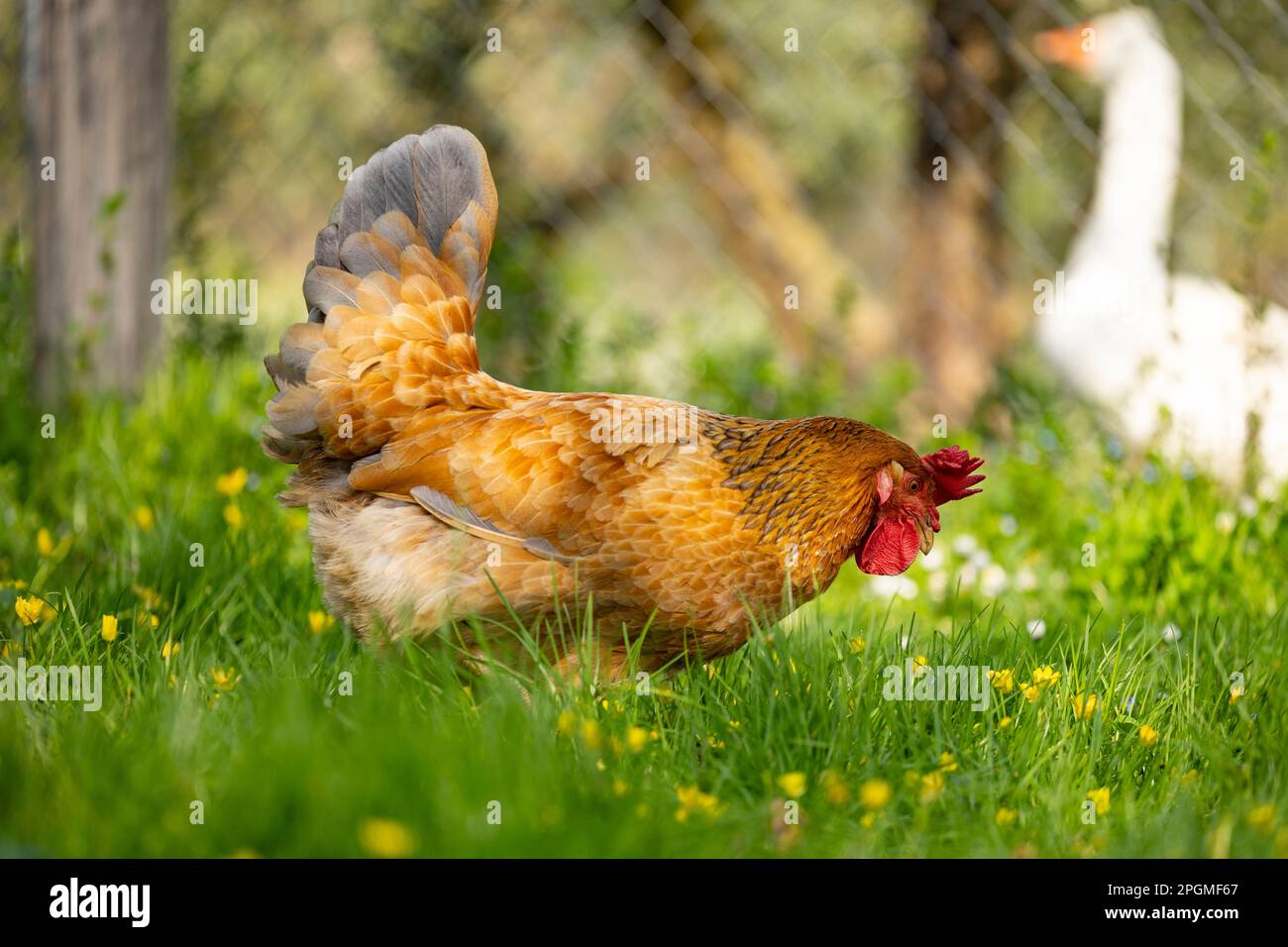 Empordanesa breed (gallina de raça empordanesa) hen roaming free and feeding in the grass (Gallus gallus domesticus). El Baix Empordà, Girona. Stock Photo