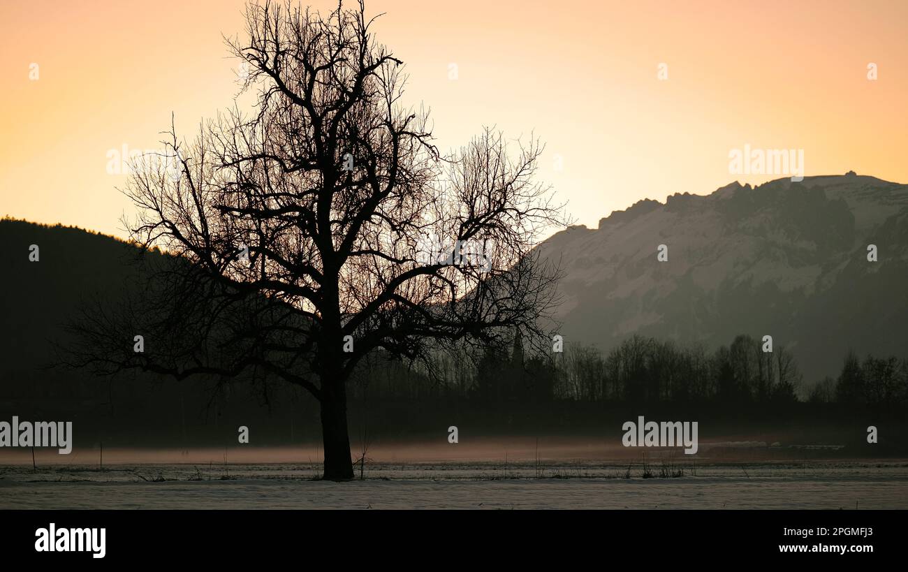 Close up of silhouette of tree in winter with fog clouds on the ground and mountains in background in twilight Stock Photo