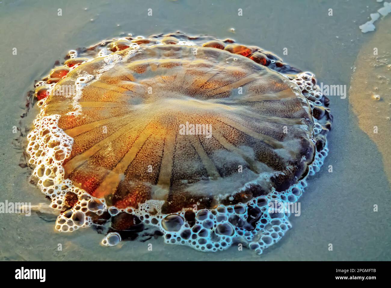 Closeup one single isolated stranded compass jellyfish exumbrellar surface (Chrysaora hysoscella