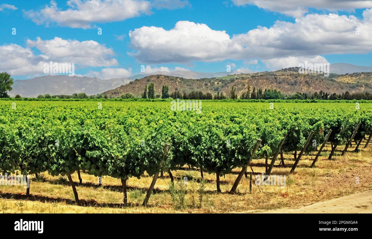 Beautiful sunny valley with chilean vineyard green vines surrounded by mountains in famous wine growing region - Colchagua, Central Chile Stock Photo