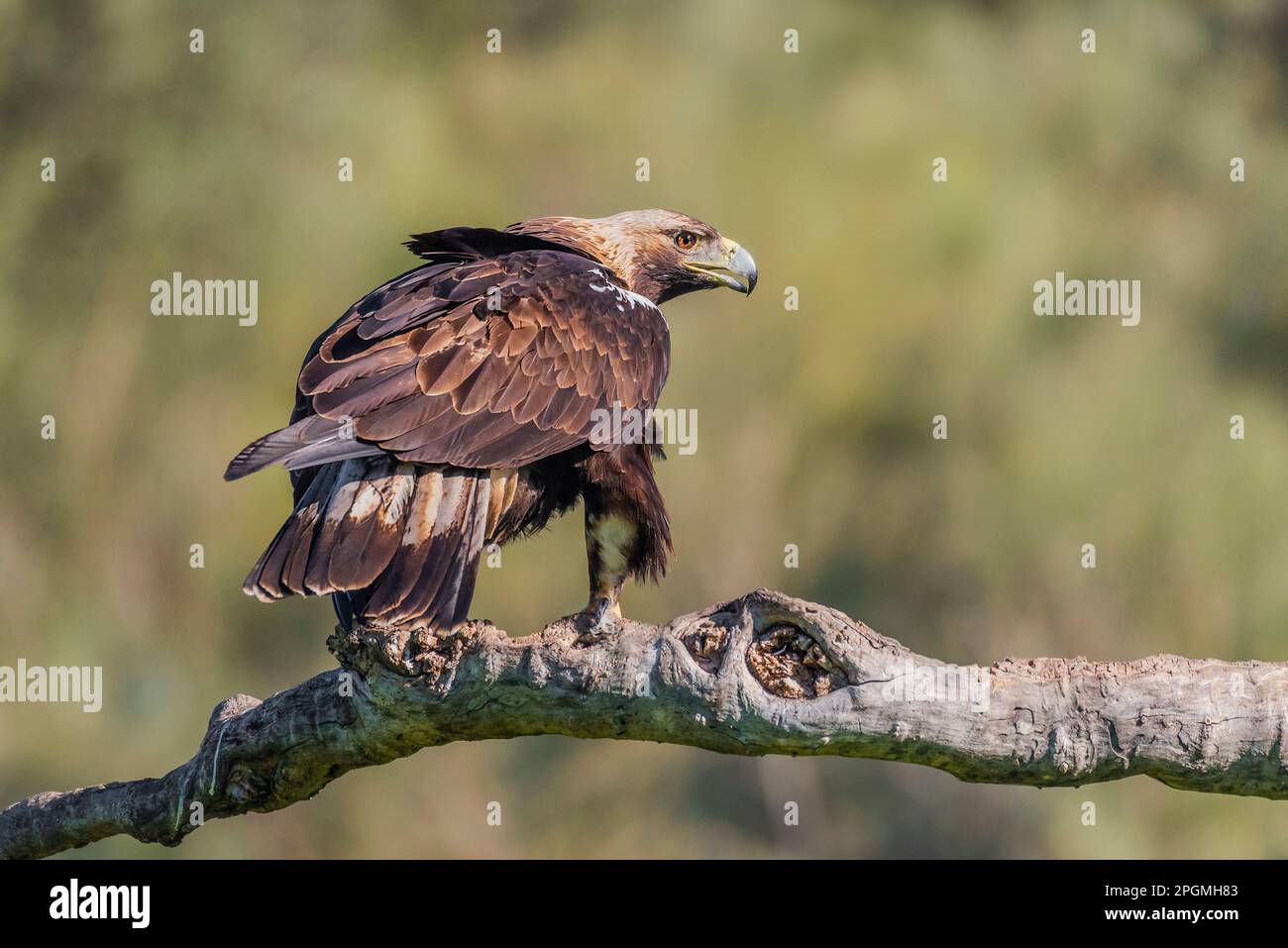 spanish imperial eagle perched on a trunk with out of focus background early morning Stock Photo