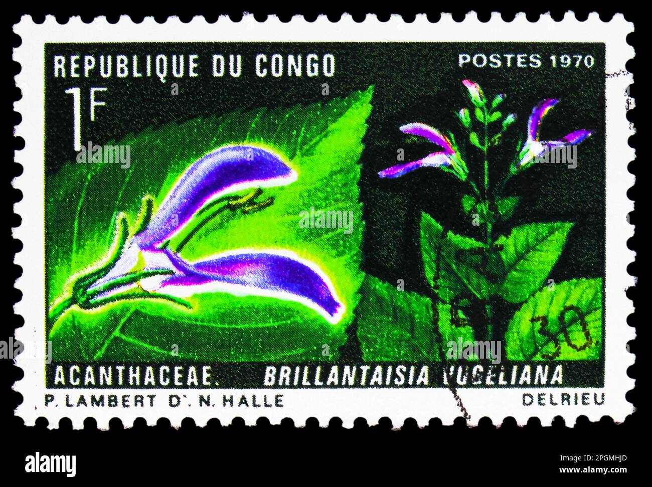 MOSCOW, RUSSIA - MARCH 16, 2023: Postage stamp printed in Congo shows Brillantaisia vogeliana , Plants and Beetles serie, circa 1970 Stock Photo