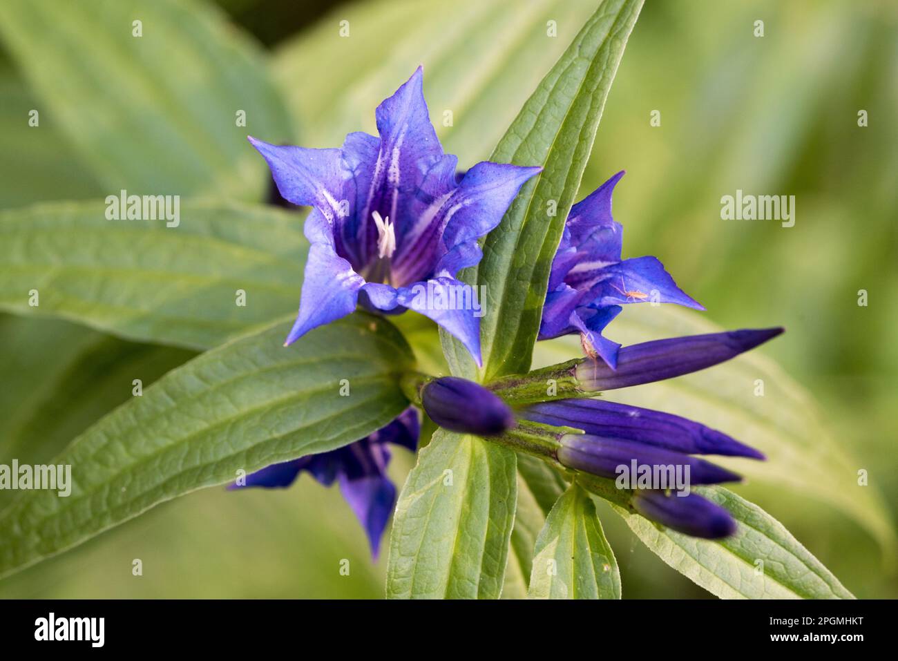 Sfondo di montagna hi-res stock photography and images - Alamy