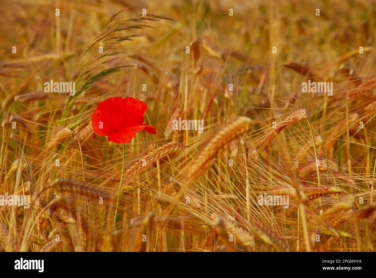 Corn fields and poppies hi-res stock photography and images - Alamy
