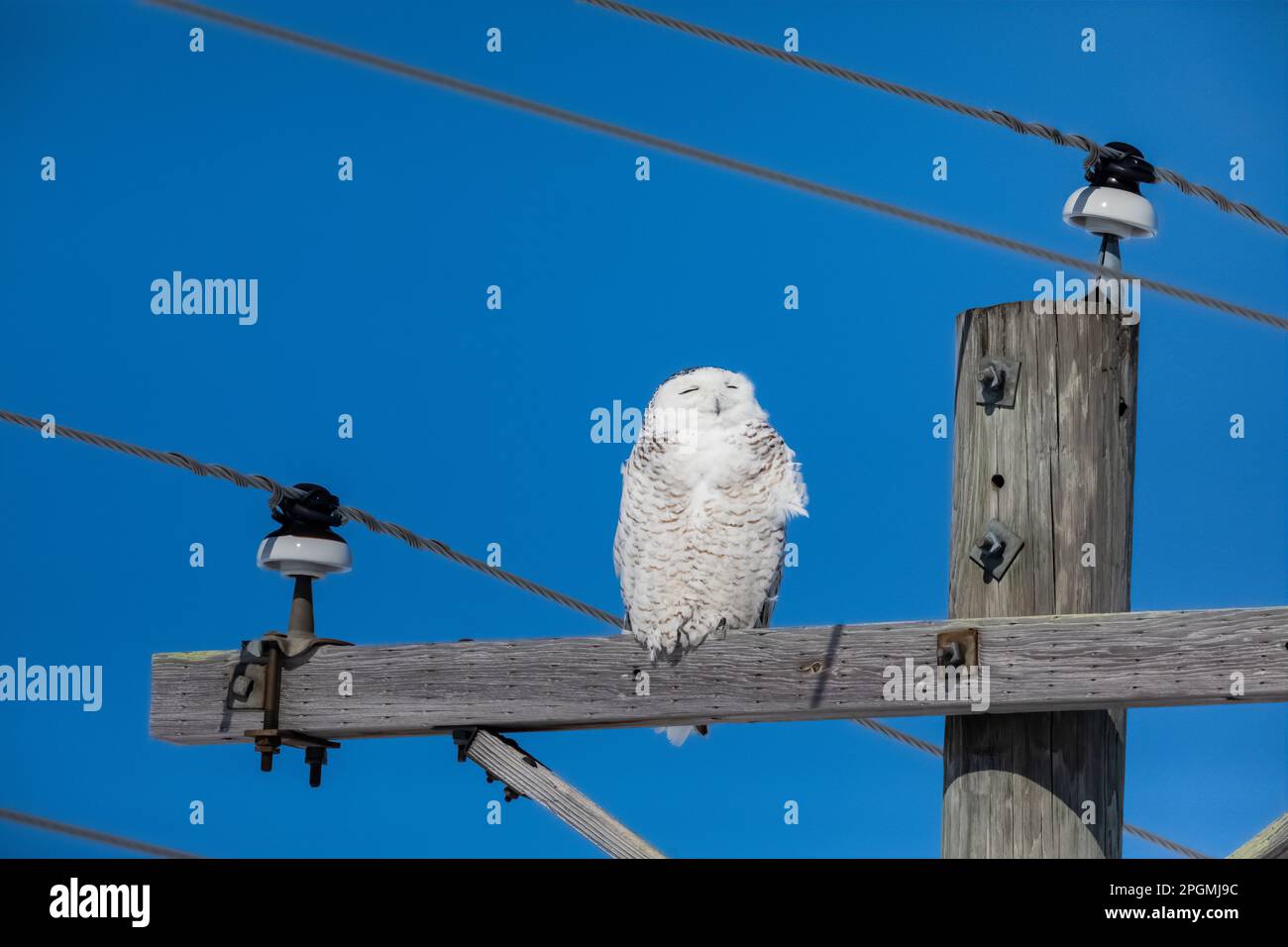 Snowy Owl, Bubo scandiacus, at Rudyard, the Snowy Owl Capital of Michiga, Upper Peninsula, Michigan, USA Stock Photo