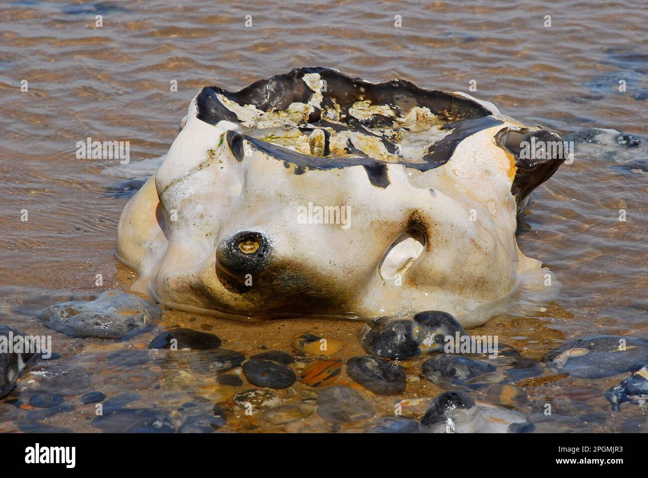 Flints Stock Photo