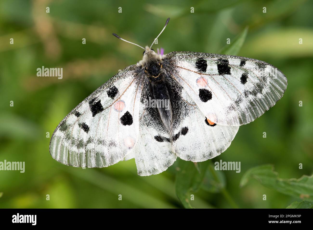 Ciclo di vita delle farfalle hi-res stock photography and images - Alamy
