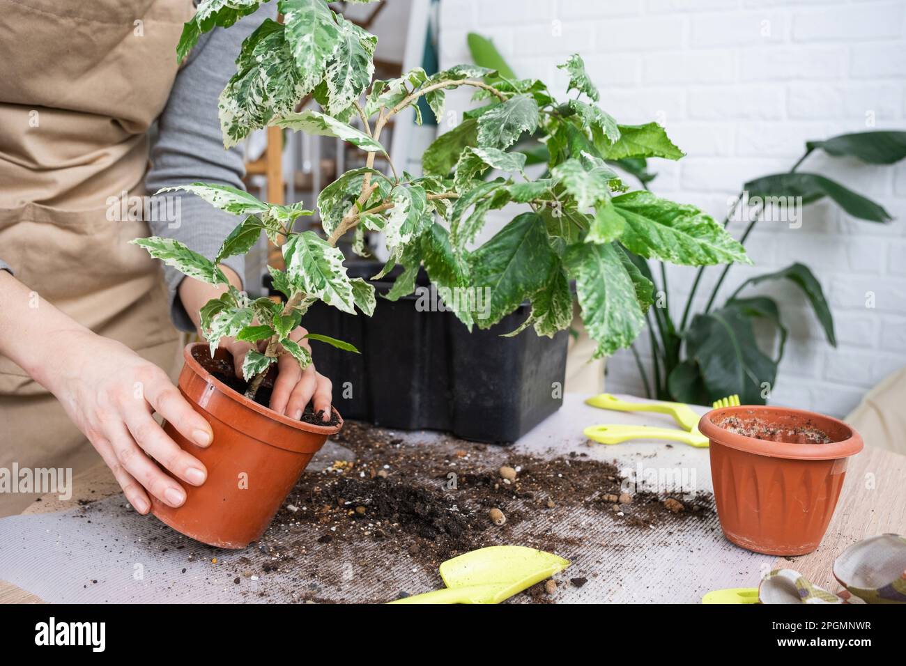 Repotting a home plant hibiscus variegated into a new pot in home