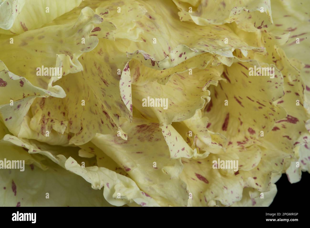 del bel radicchio di stagione Stock Photo