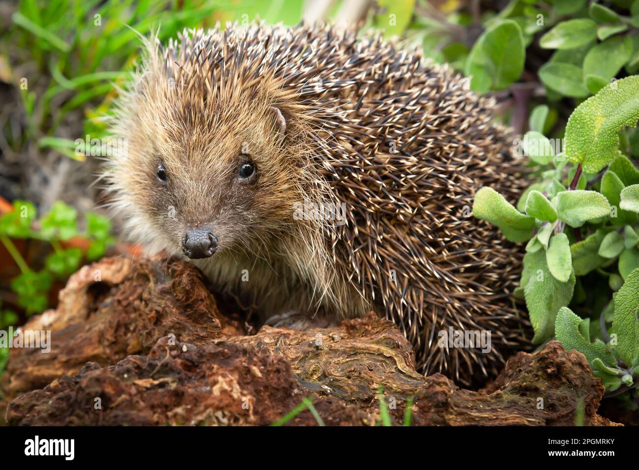 https://c8.alamy.com/comp/2PGMRKY/hedgehog-close-up-of-a-wild-native-european-hedgehog-scientific-name-erinaceus-europaeus-foraging-in-a-herb-garden-with-sage-leaves-facing-front-2PGMRKY.jpg