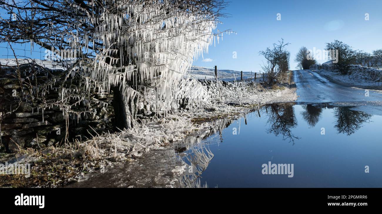 Tree on roadside covered in icicles after water from puddle splashed onto it. Cumbria, UK. Stock Photo