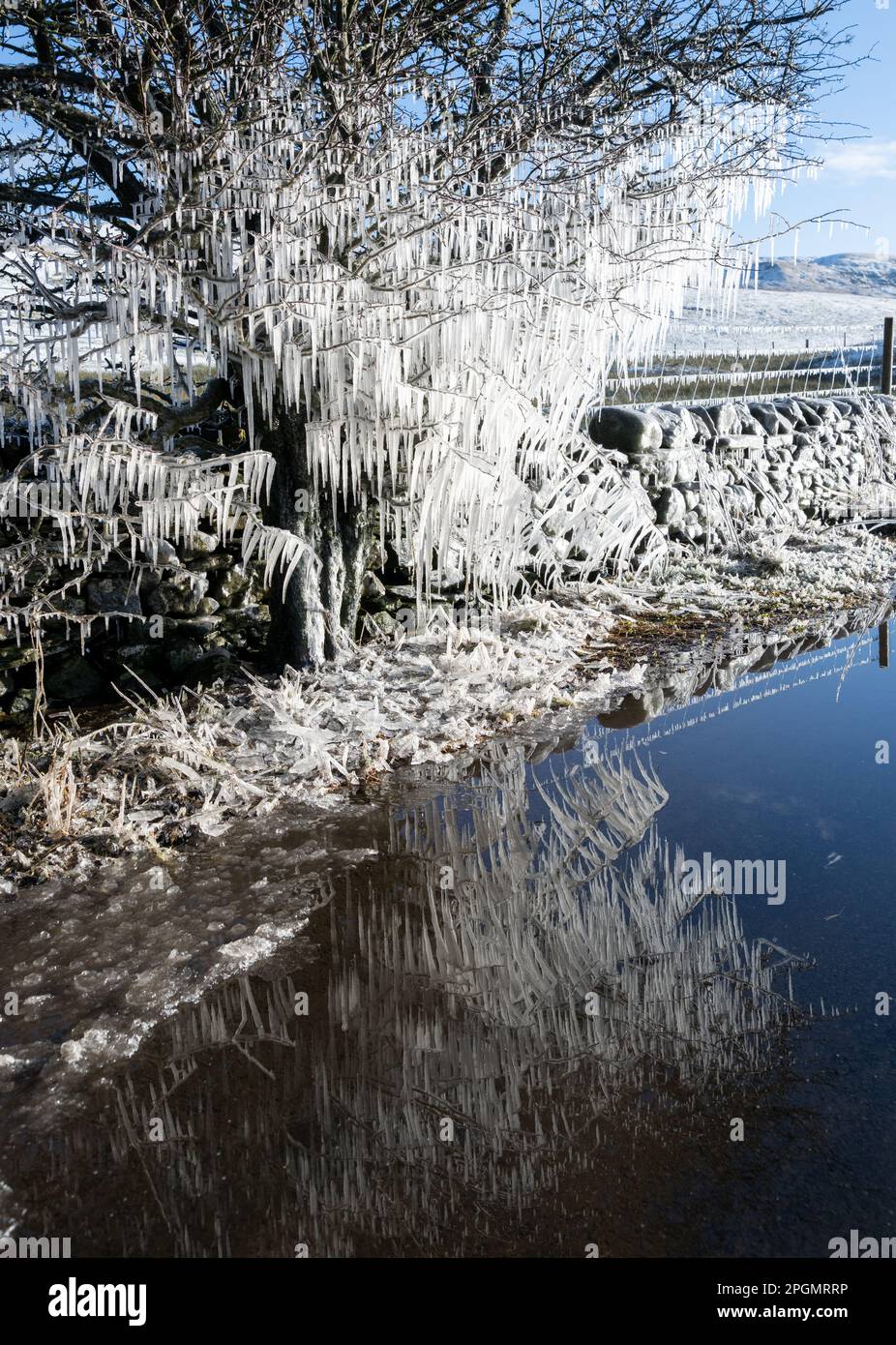 Tree on roadside covered in icicles after water from puddle splashed onto it. Cumbria, UK. Stock Photo