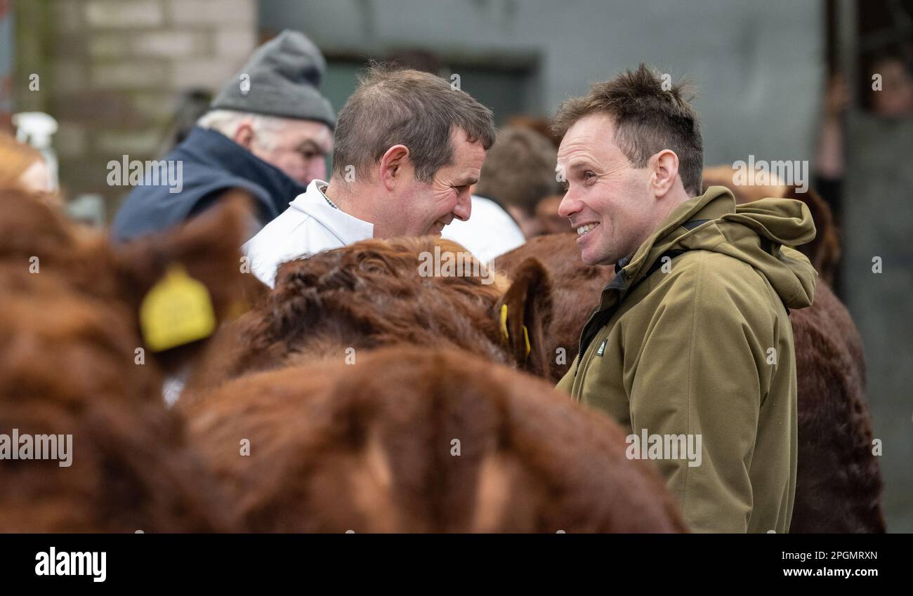 Sale of pedigree Luing cattle, a native Scottish breed of cattle, at