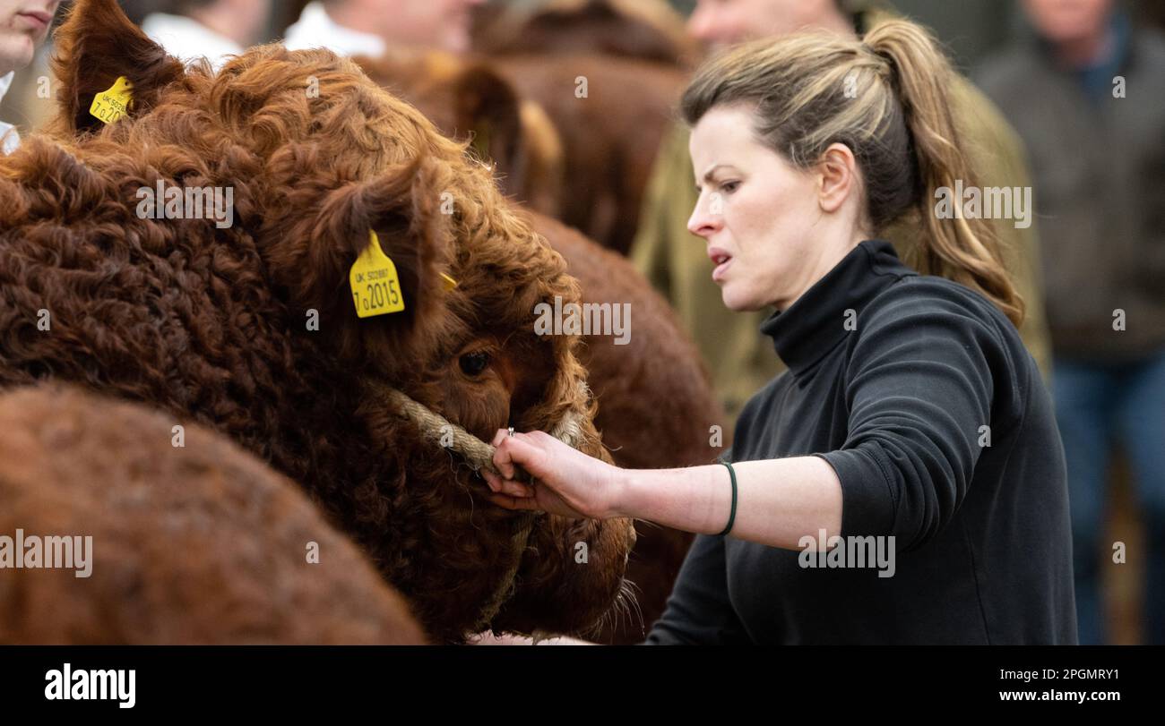 Sale of pedigree Luing cattle, a native Scottish breed of cattle, at