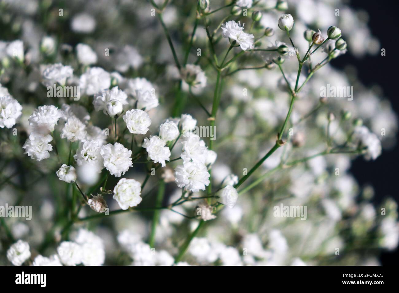 The small white flowers of gypsophila. wedding style Stock Photo