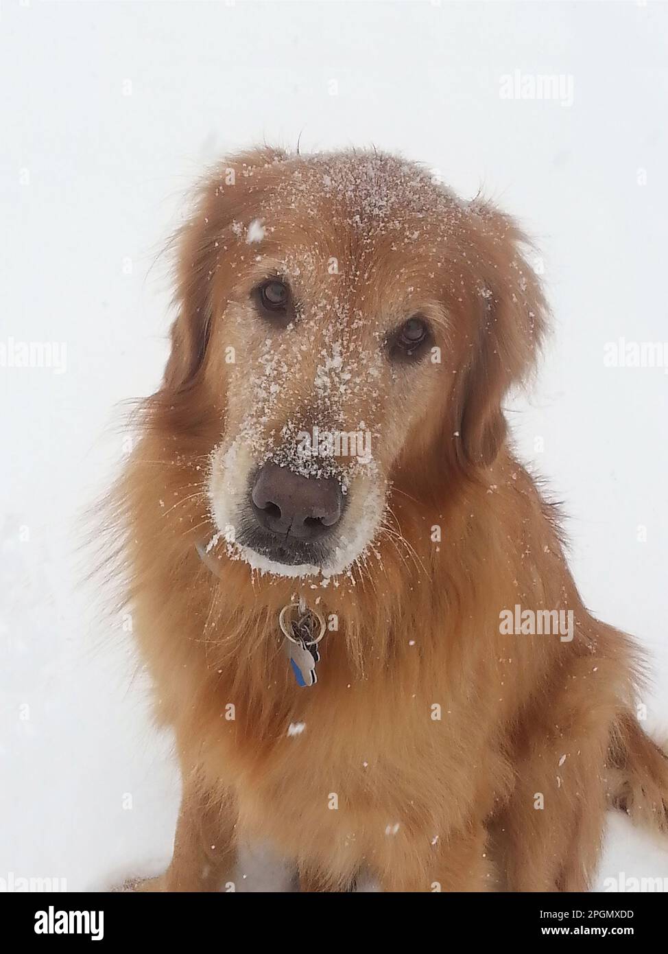 Portrait of a golden retriever her in a snowfall Stock Photo - Alamy