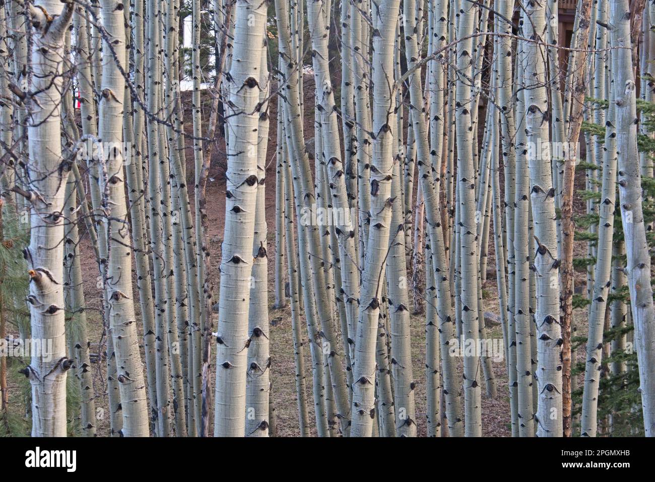 Close-up of a stand of birch trees found in the mountains above Taos New Mexico Stock Photo