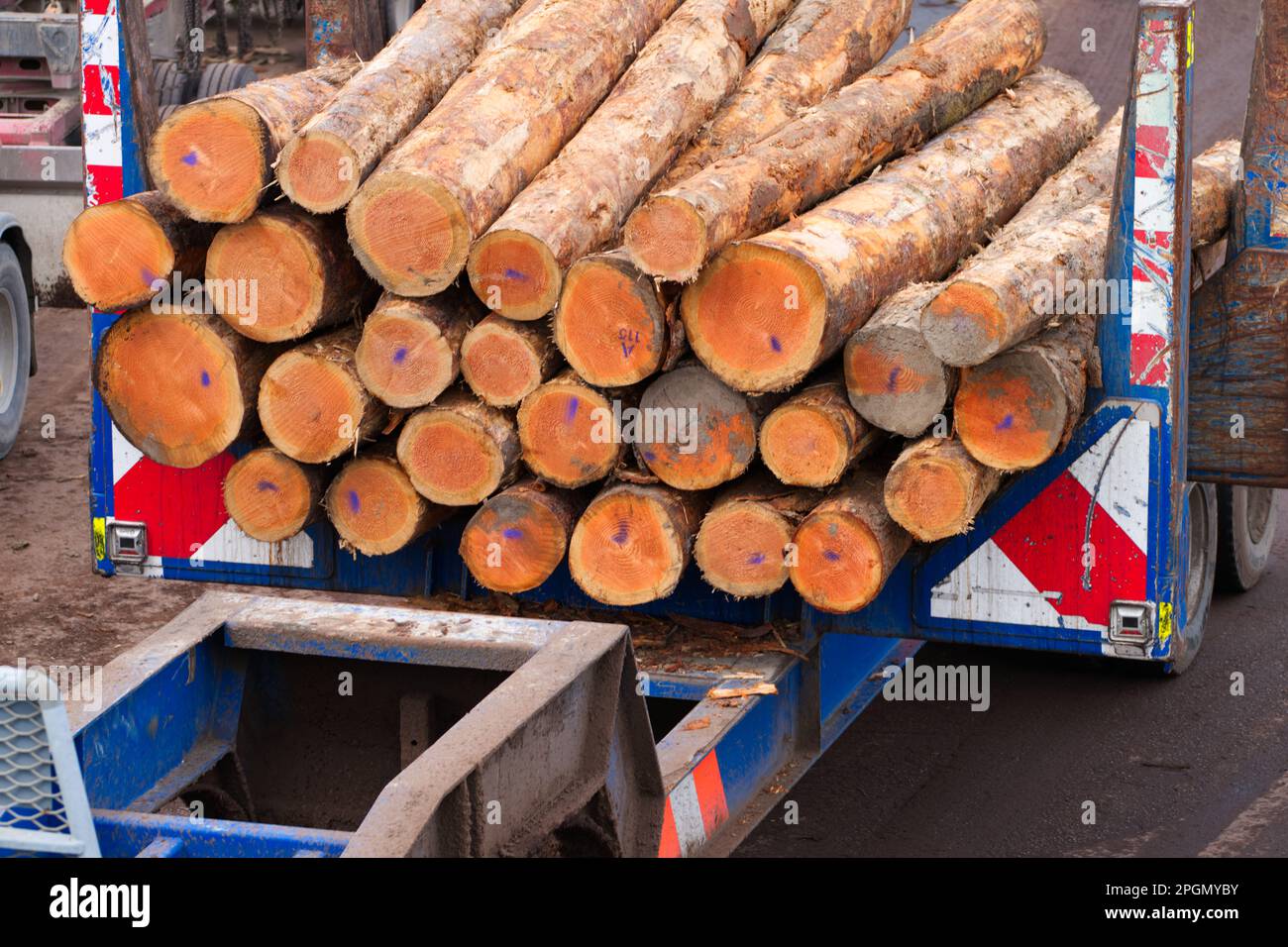 Pinaceae commercial pine logs loading ready for transport to ship at Lyttelton port, Christchurch, New Zealand. Stock Photo