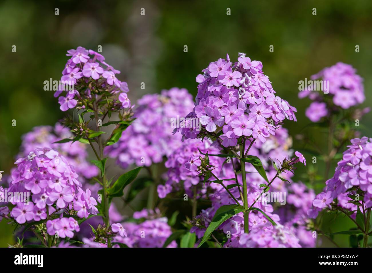 Close up of pink garden phlox (phlox paniculata) flowers in bloom Stock Photo