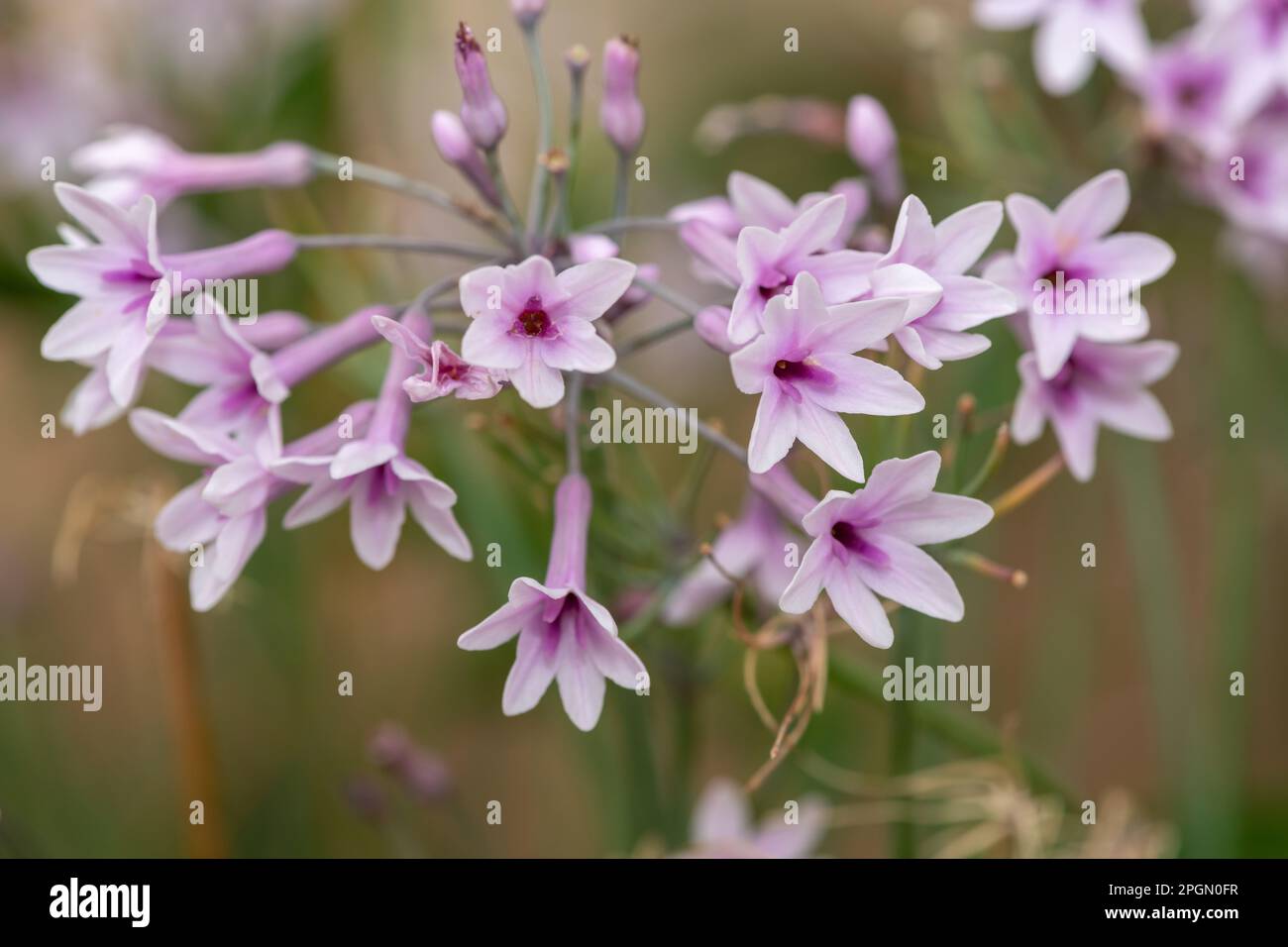 Close up of society garlic (tulbaghia violacea) flowers in bloom Stock Photo