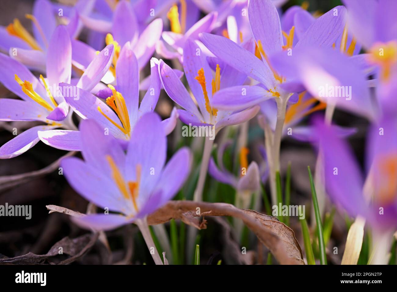Crocus 2023 hi-res stock photography and images - Alamy