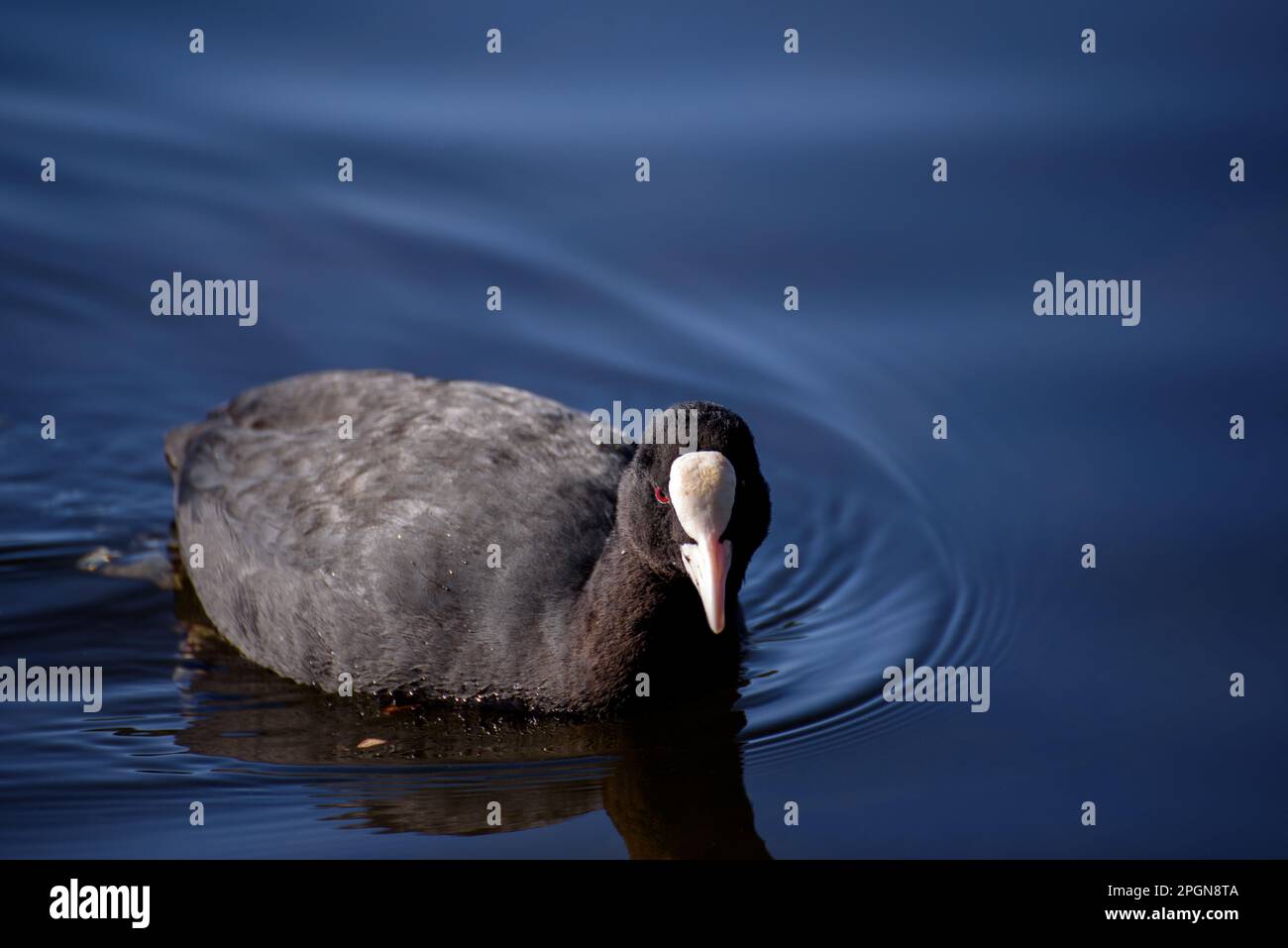 Eurasian coot. The Eurasian coot (Fulica atra), also known as the common coot, or Australian coot, is a member of the rail and crake bird family. Stock Photo