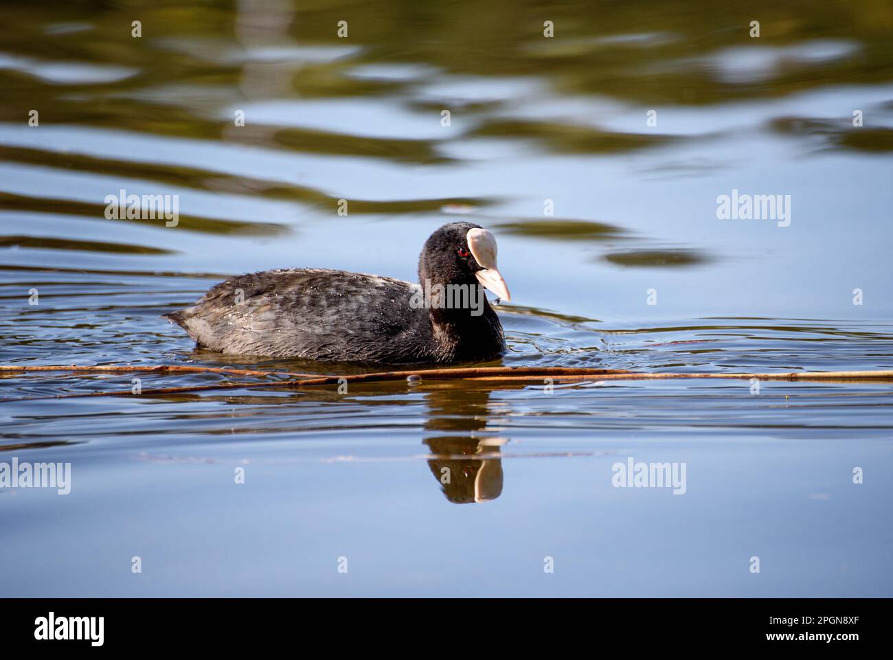Eurasian coot. The Eurasian coot (Fulica atra), also known as the common coot, or Australian