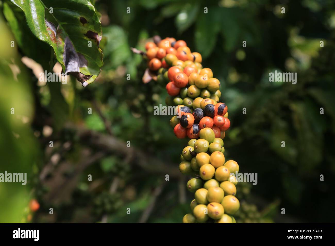 Conilon hi-res stock photography and images - Alamy