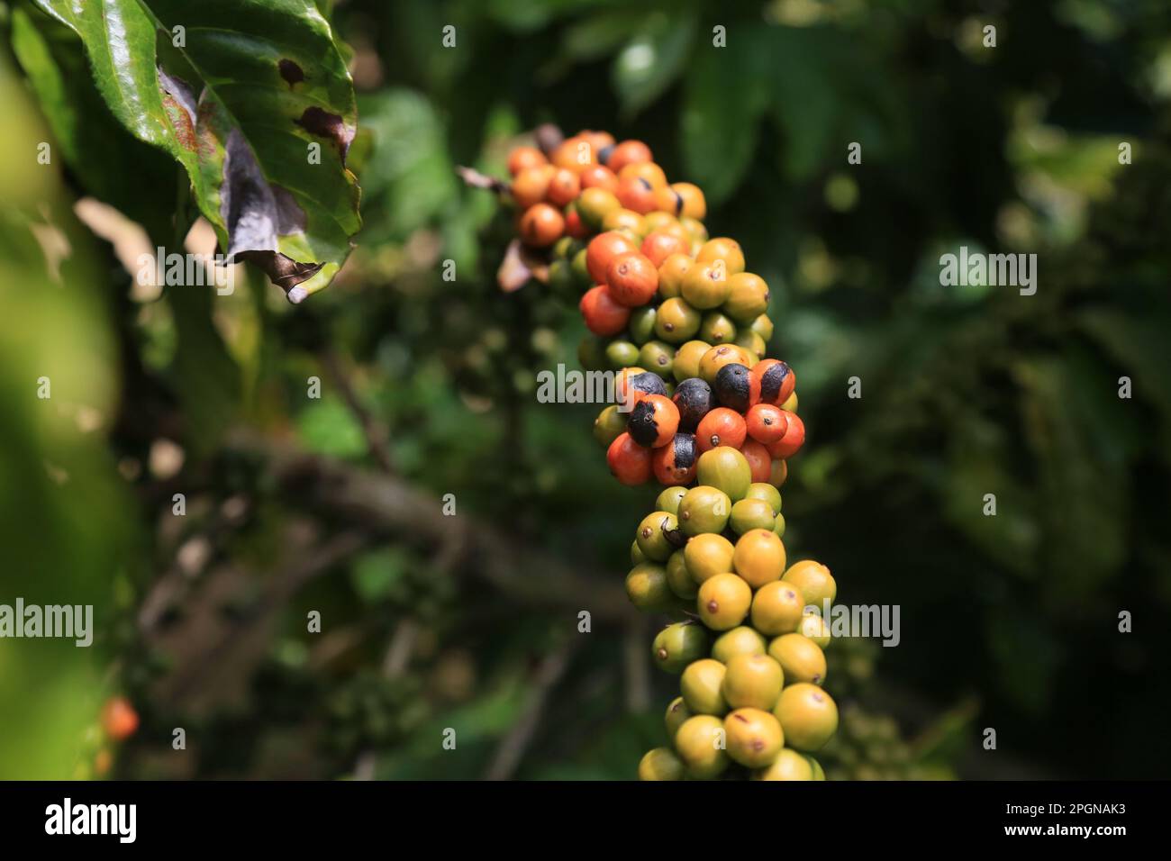 guaratinga, bahia, brazil - march 15, 2023: Conilon coffee