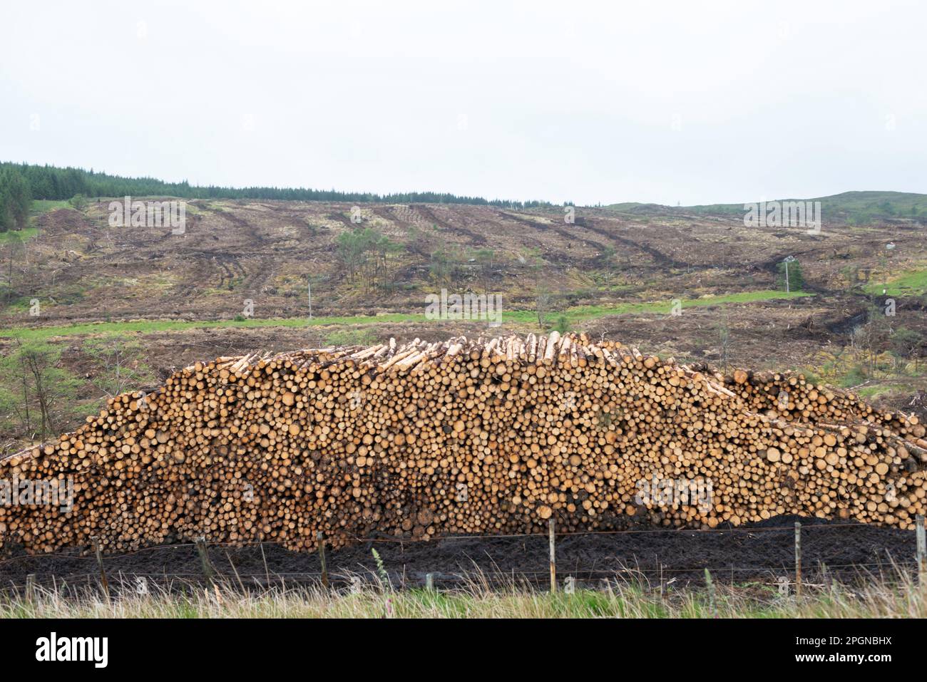 Scotland, Near Inverary Argyll.  Logging Industry Stock Photo