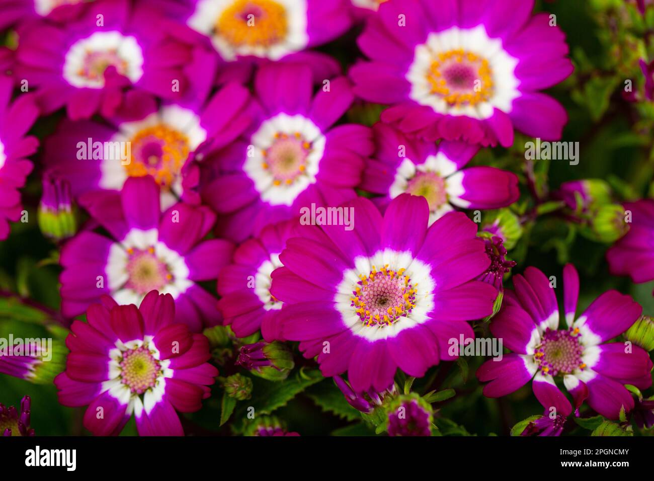 Closeup of richly blooming cineraria mauve flowers Stock Photo