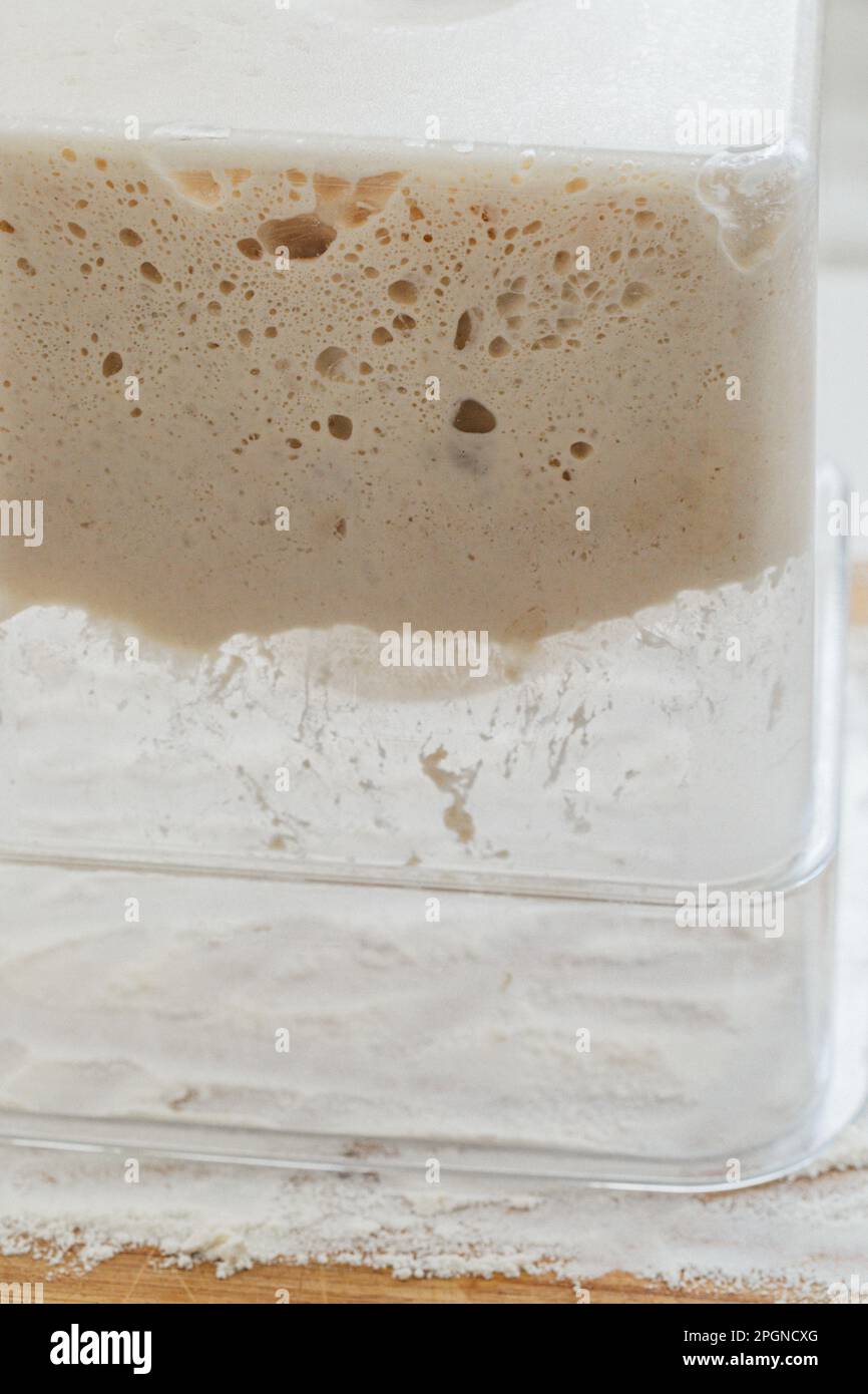 making sourdough bread, turning out dough from square plastic onto