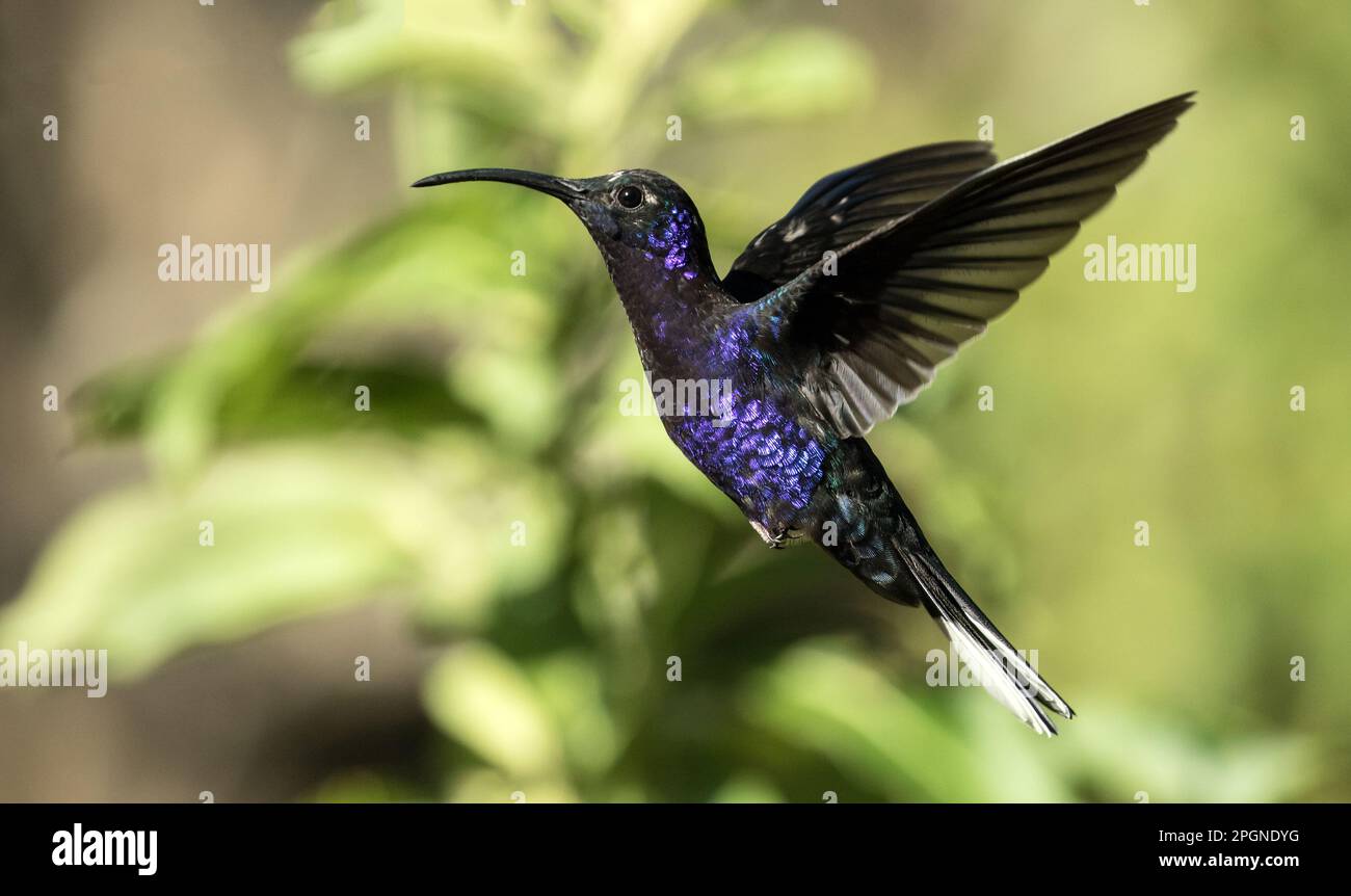 Closeup of Violet Sabrewing hummingbird in flight,Panama. Stock Photo