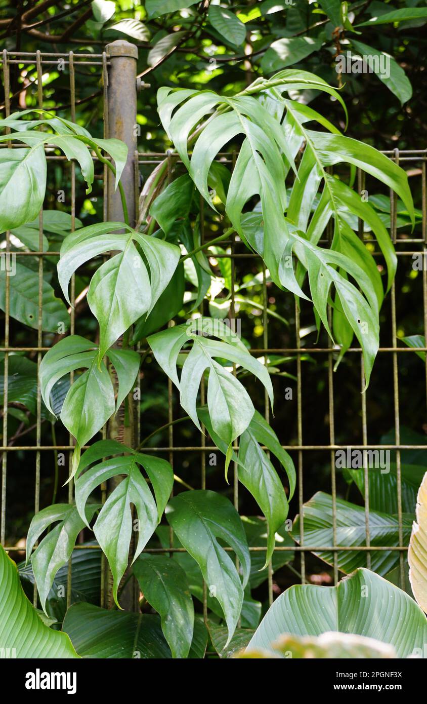 Epipremnum Pinnatum Variegated in the pot Stock Photo - Alamy