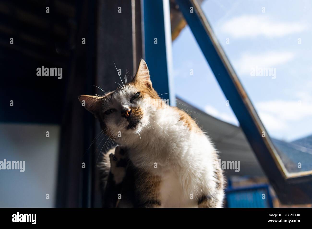 Cat scratching itself by the window. Sunshine coming in. Adorable and
