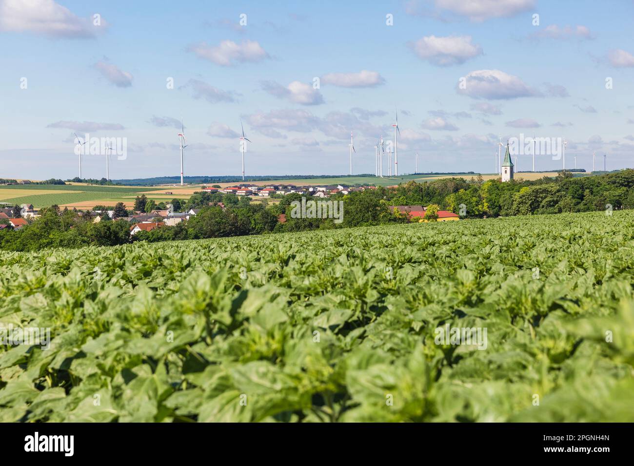 Austria, Lower Austria, Spannberg, Green crops growing in summer field ...