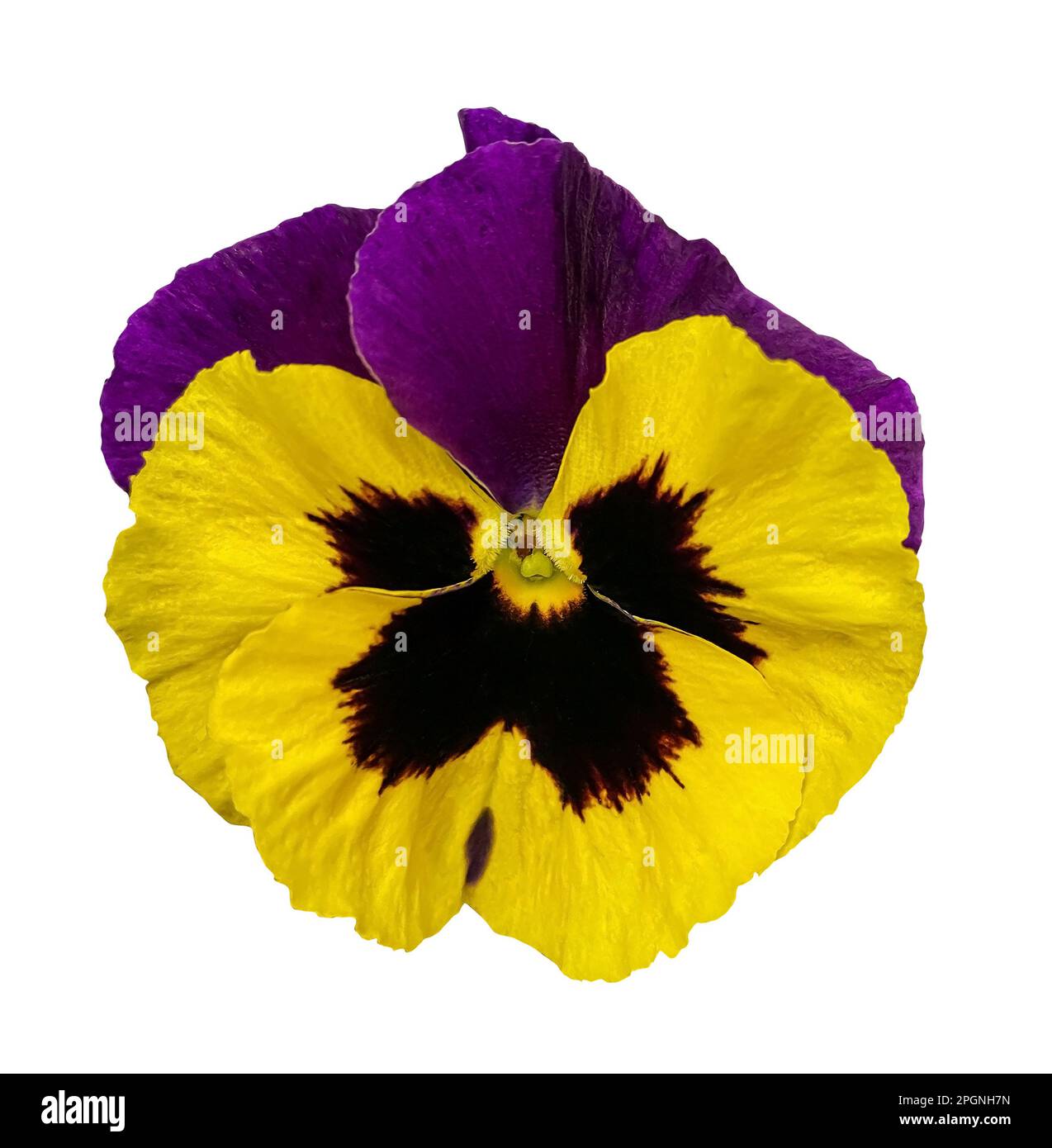 Purple and Yellow Colored Pansy Flower Isolated on White Background. Blooming Viola wirttrockiana plants cut out element for design. Close-up Object w Stock Photo