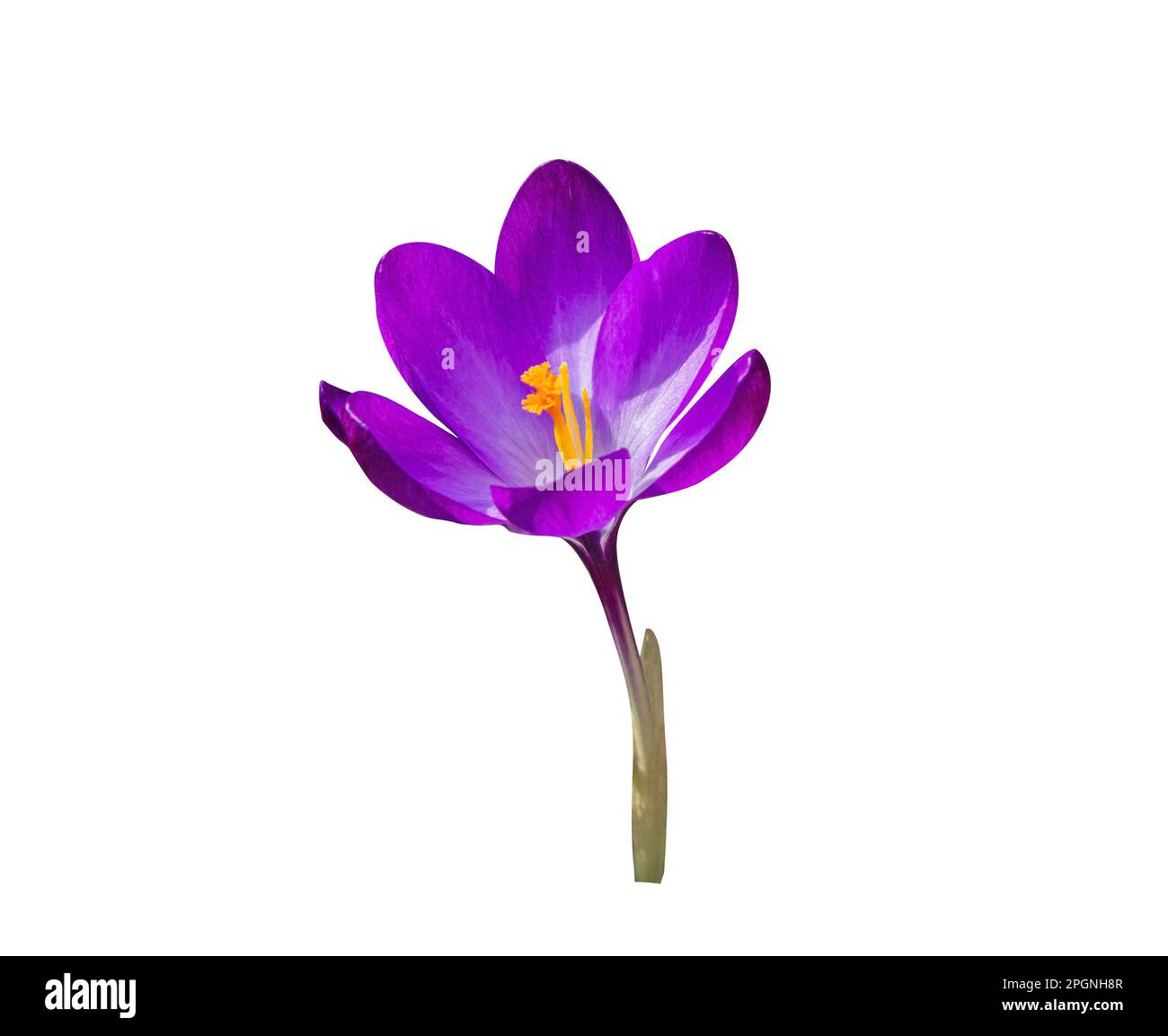 Beautiful Purple Spring Crocus Flower isolated on white background. Object with clipping path. Stock Photo
