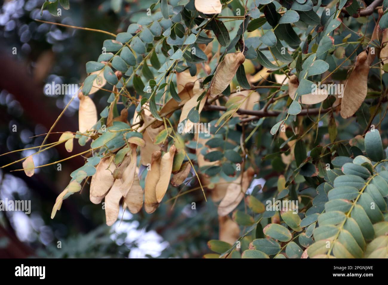Tipubaum, bolivianischer Eisenbaum - Tipuana tipu, Gran Canaria, Spanien, San Agustin Stock Photo