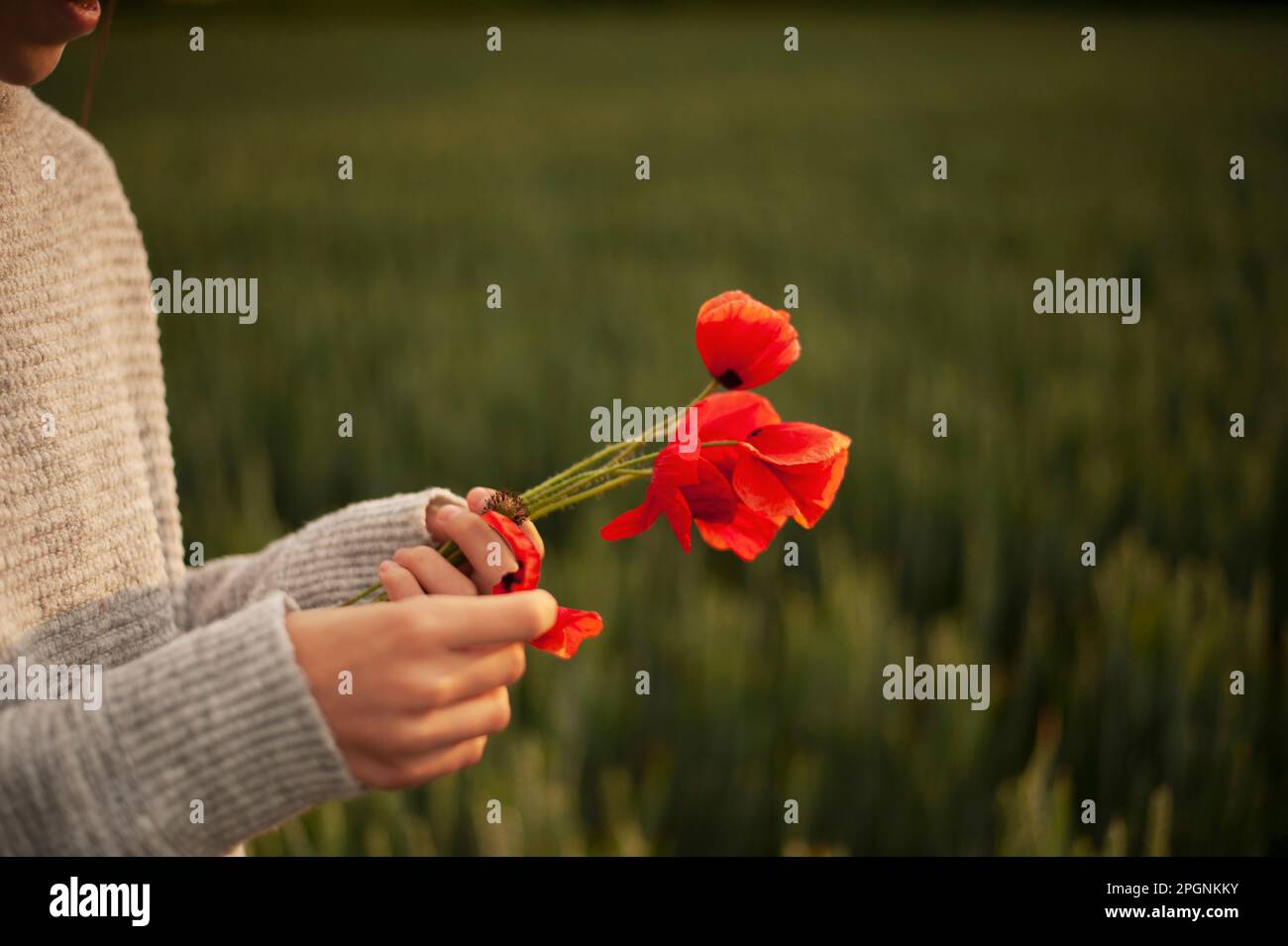 Hand of girl tearing petals from poppy flower Stock Photo