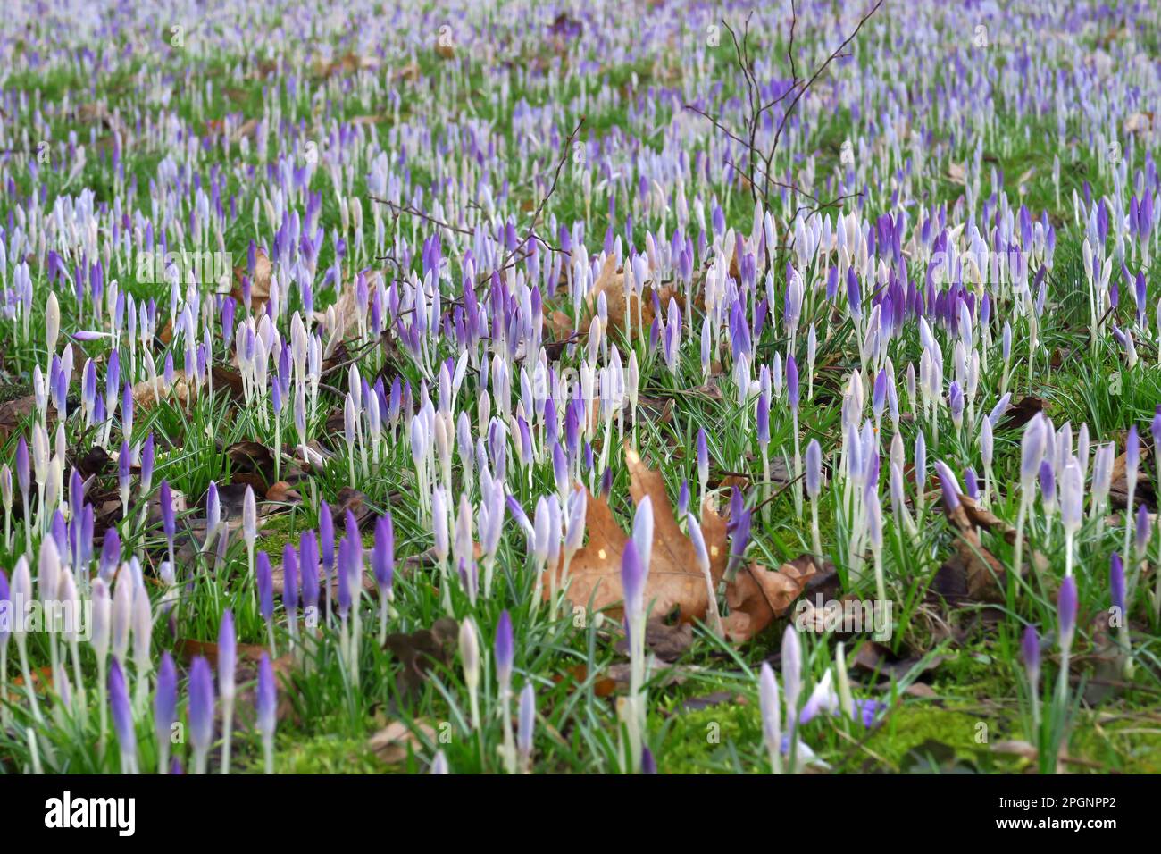 Crocus flowers blooming in meadow Stock Photo