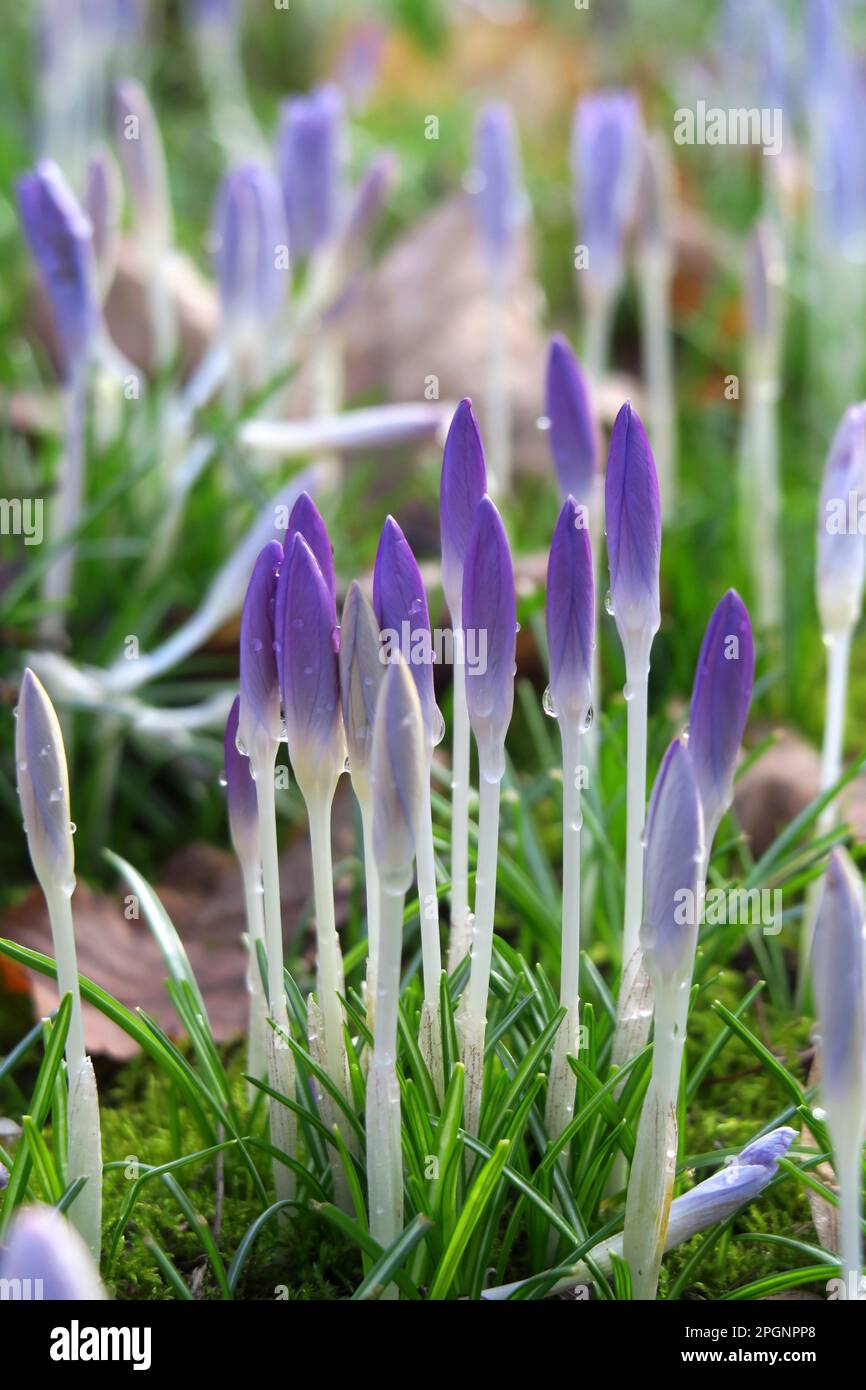 Crocus flowers blooming in meadow Stock Photo