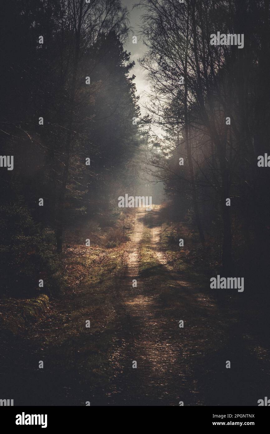 Empty dirt road amidst trees in forest Stock Photo - Alamy