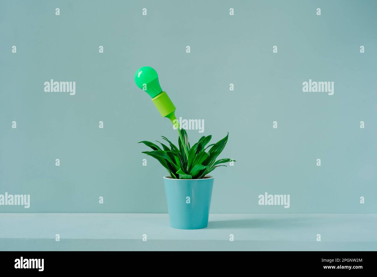 Potted plant with green light bulb in front of wall Stock Photo
