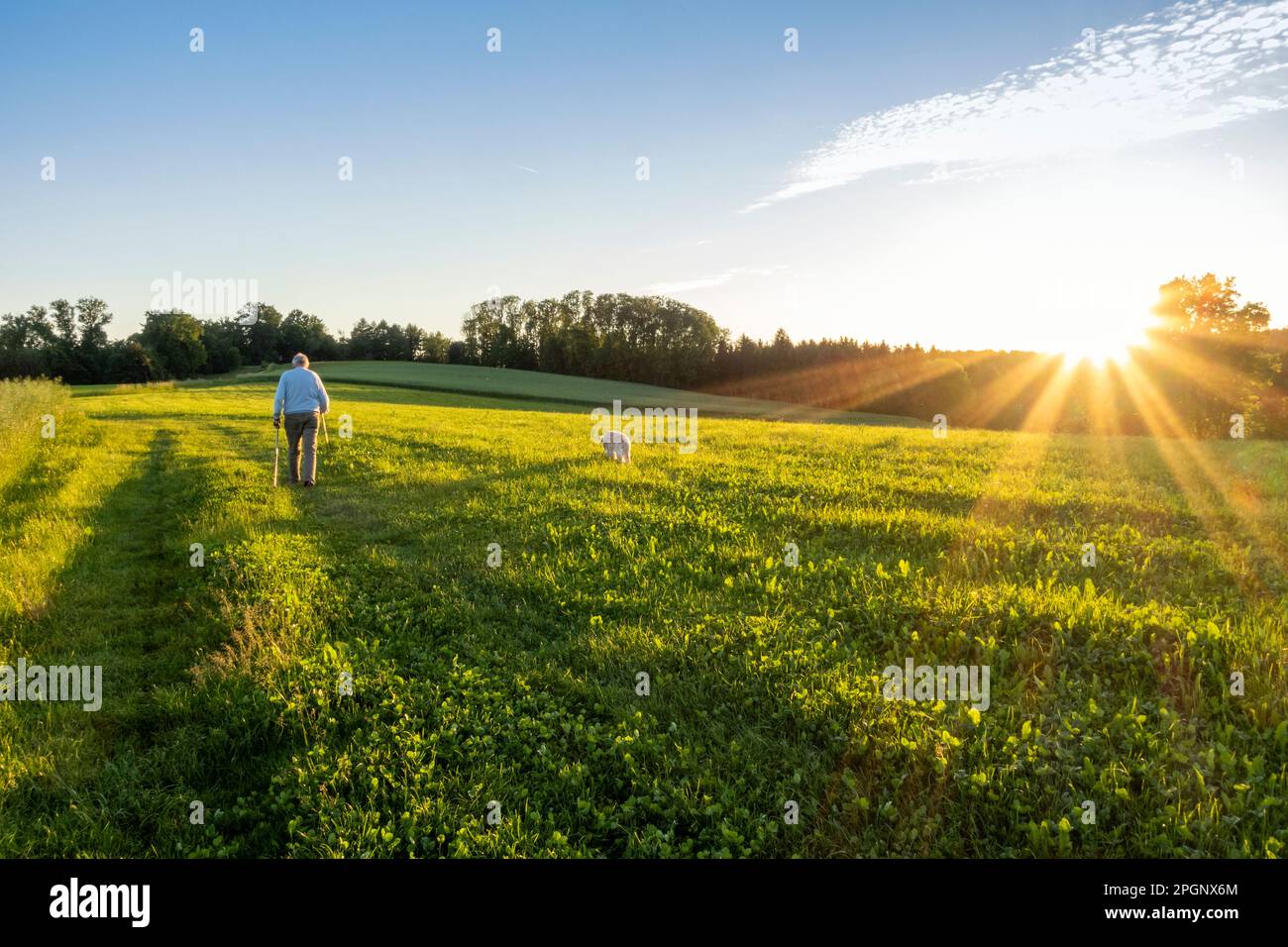 Active senior man walking with dog in field at sunset Stock Photo