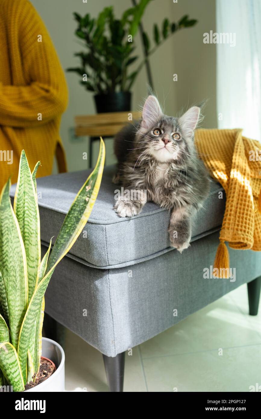 Gray cat resting on couch at home Stock Photo