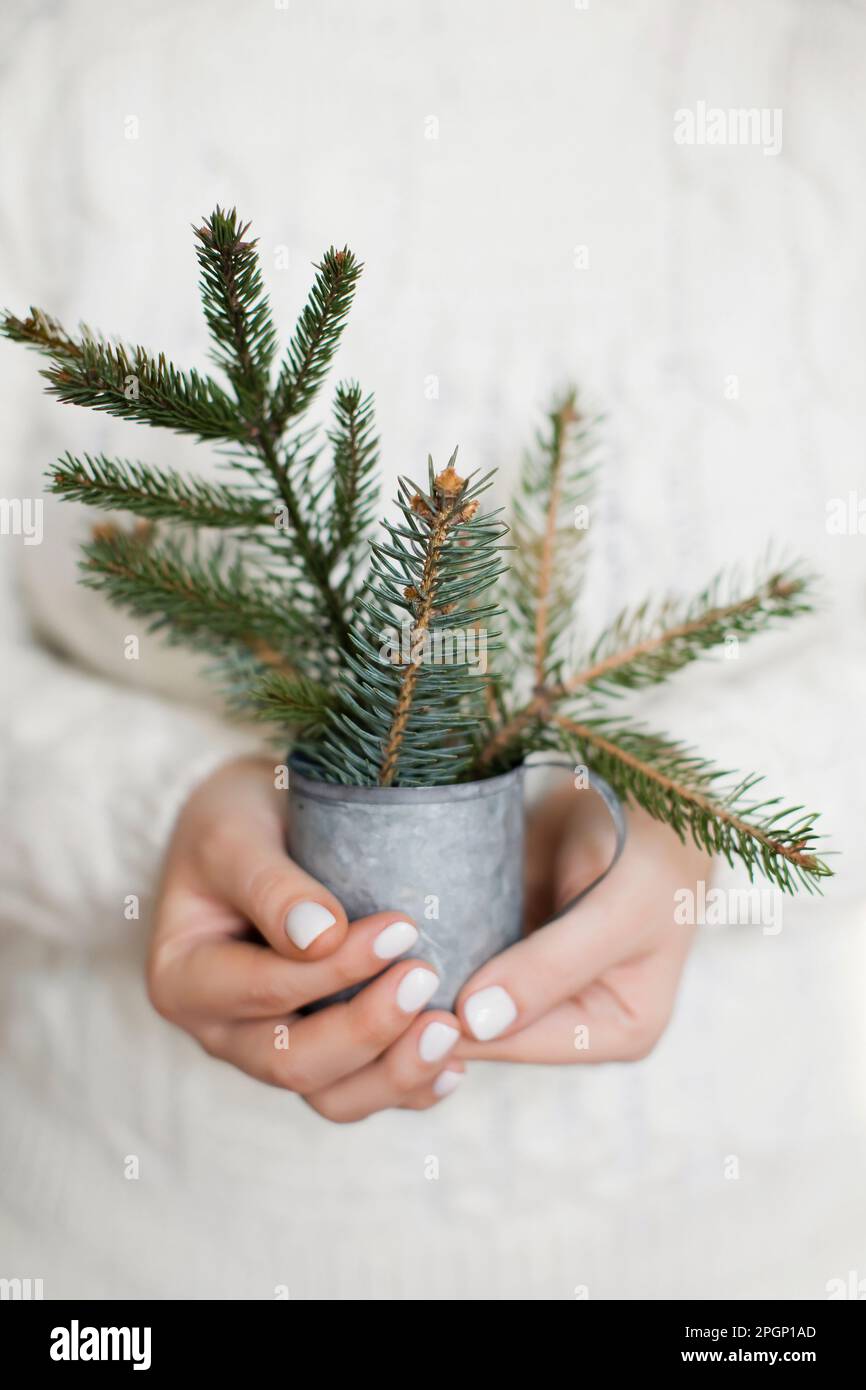 Womans hands holding vintage cup with spruce branches Stock Photo