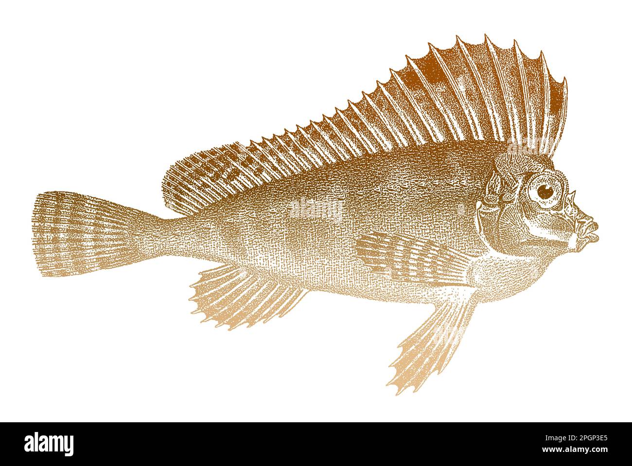 Spinenose horsefish congiopodus spinifer, marine fish from east Atlantic Stock Vector