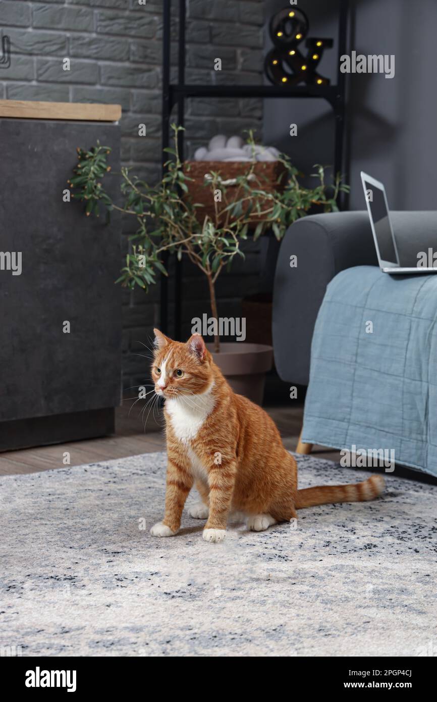 Red Cat Owner Funny red cat playing hi-res stock photography and images - Alamy